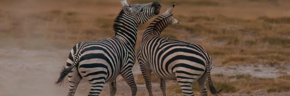 Zebras fighting.